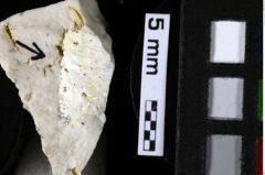 Foto (Detailansicht) von Palaeopalinurus sp. (NHMW-GEO-1990-0041-0192a)